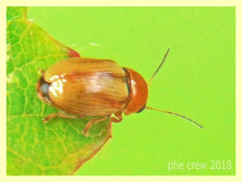 probabile Cryptocephalus sp. 3 mm. su Rubus - Anzio 8.5.2018 (4).JPG