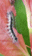 Foto_03.gif
