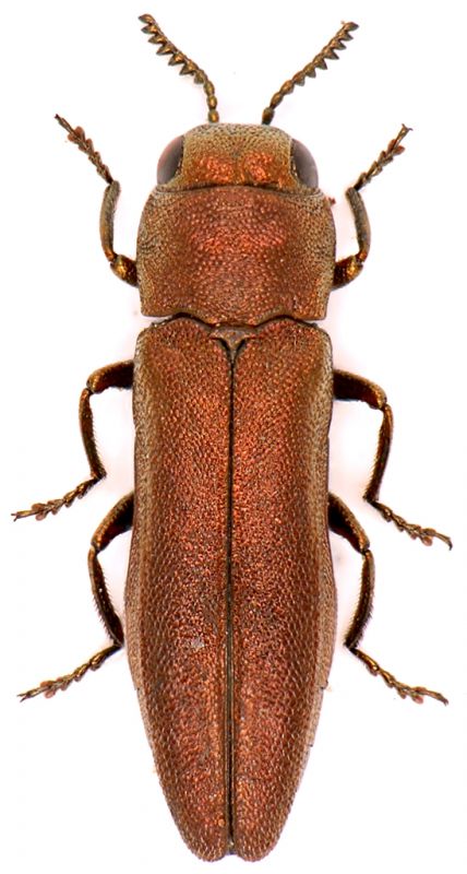 Agrilus-hyperici.jpg