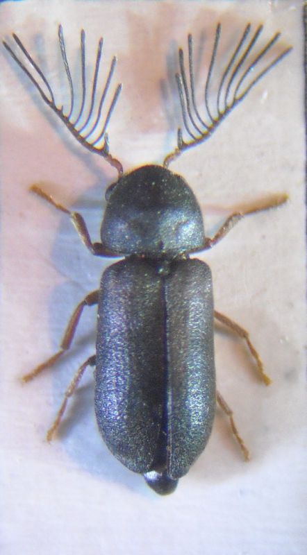 ptilinus 002 A.jpg