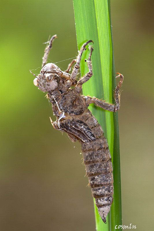 Cordulegaster helladica IMG_9581.jpg