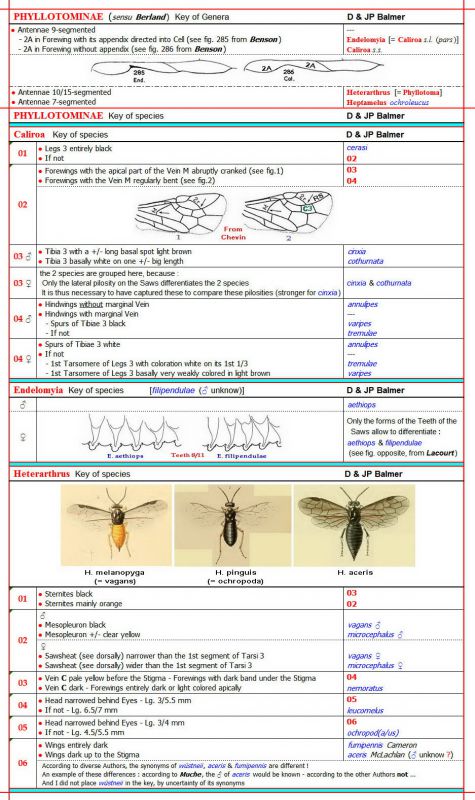 PHYLLOTOMINAE  (sensu Berland) - Key of Genera  & species - Image ter.jpg