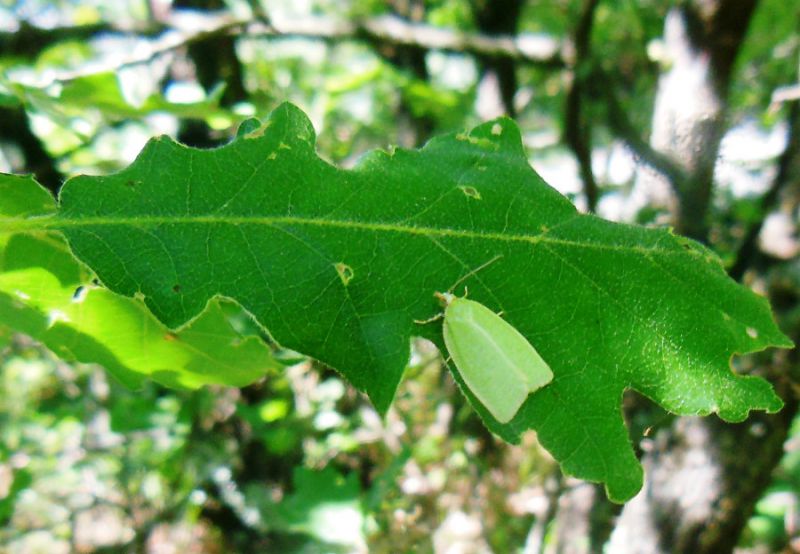 Tortrix viridana  (2).JPG