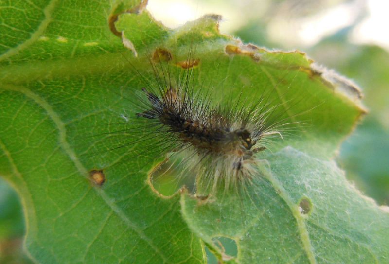 Tortrix viridana  (1).JPG