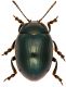Chrysolina-Stomio.jpg