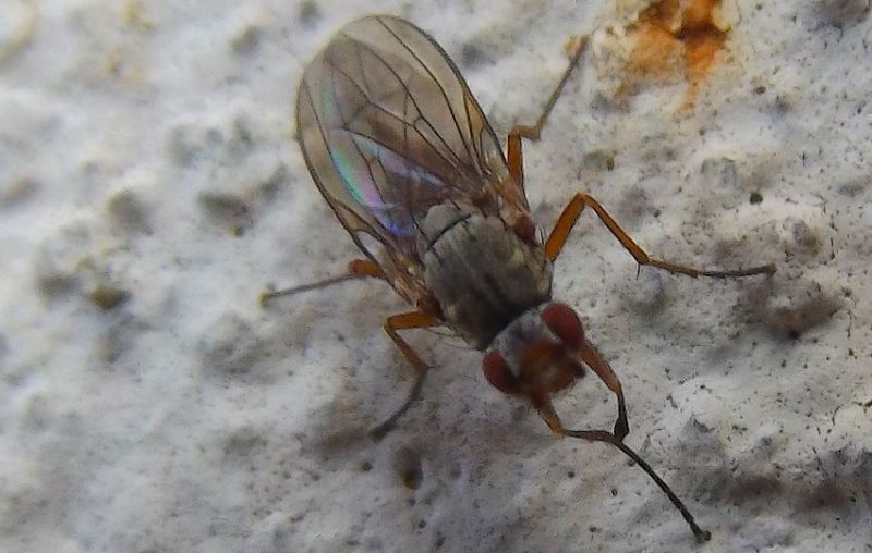 piccola-mosca1.jpg