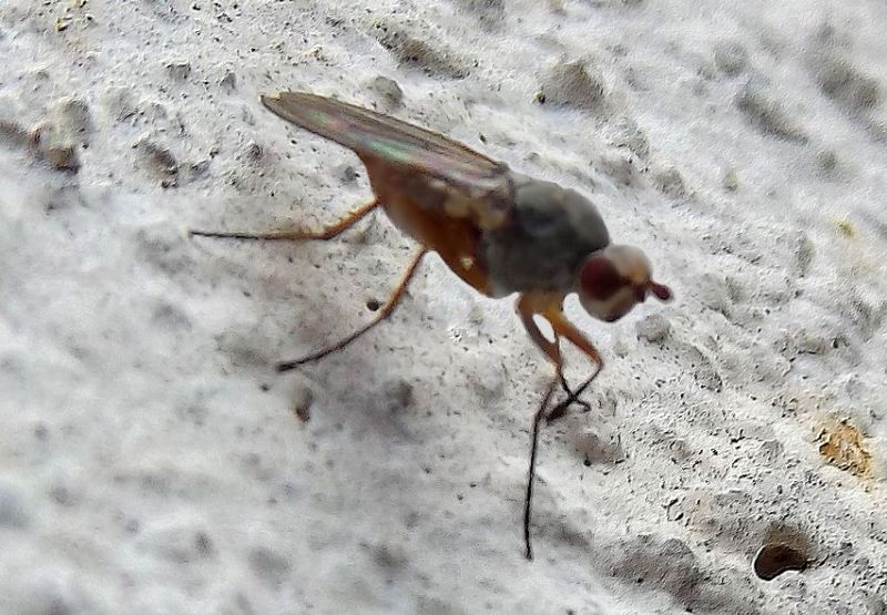 picola-mosca2.jpg