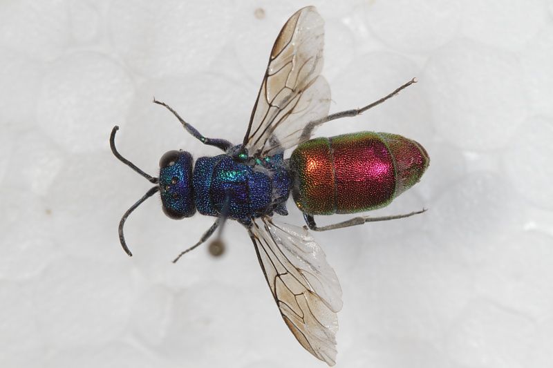 Chrysura sp2.JPG