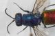 Chrysura sp3.JPG
