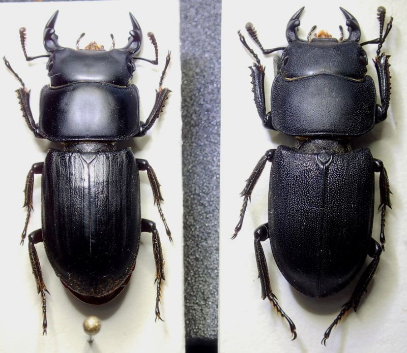 Dorcus Suni e Palau piccola.jpg