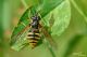 Chrysotoxum Cautum03.jpg