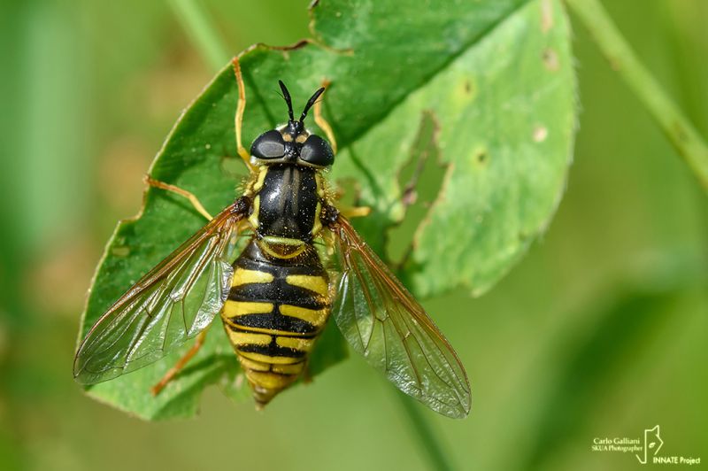 Chrysotoxum Cautum03.jpg