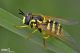 syrphide 08.jpg