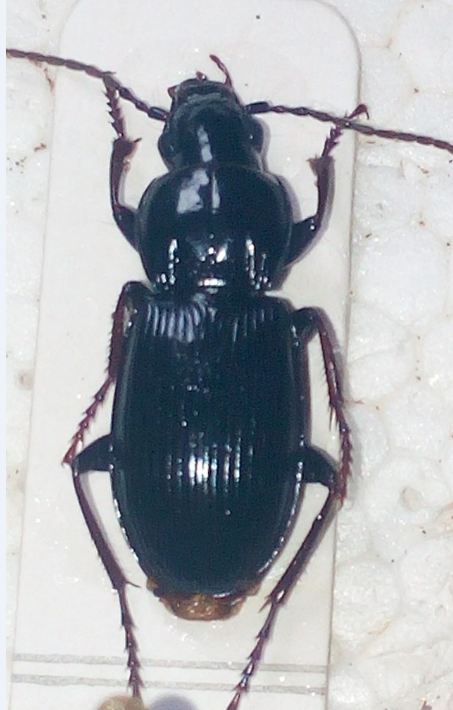 Carabus2.JPG