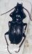 Carabus3.JPG
