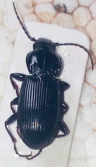 Carabus 4.JPG