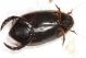 Dityscidae4.JPG
