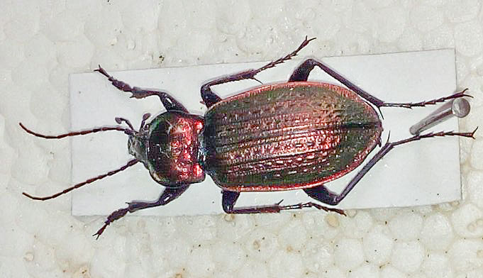 Carabus_morbillosus_bruttianus_FEI.jpg