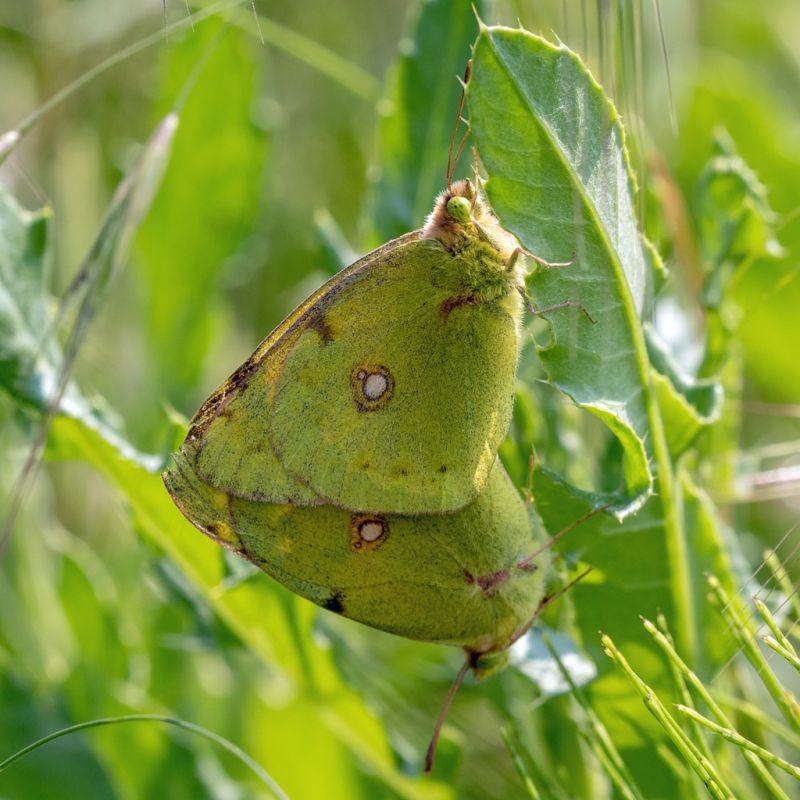 Colias crocea-1_modificato-2.jpg