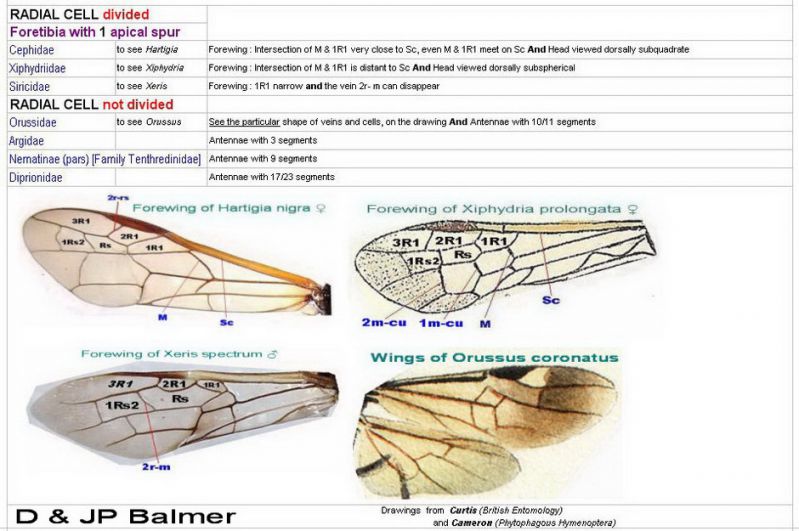 SYMPHYTA - (Image) - KEYS of Families zz2zz - Radial Cell divided - Foretibia with 1 apical spur - Radial Cell not divided - h. 940.jpg