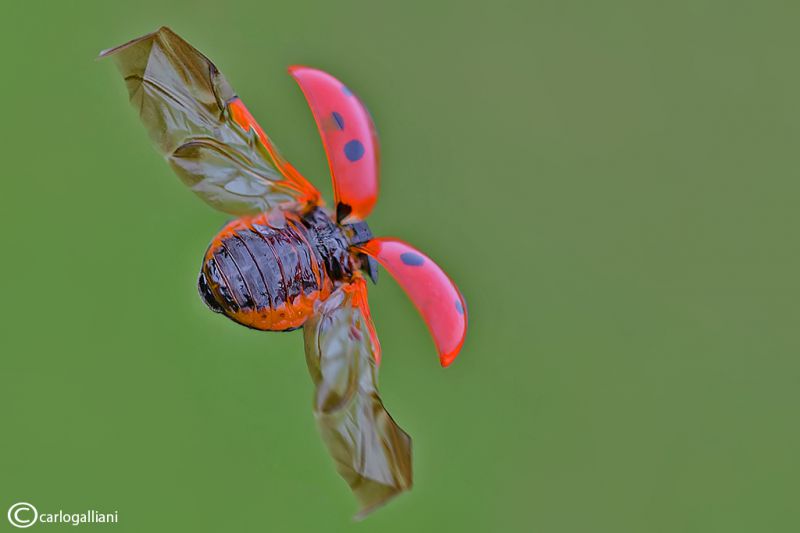 coccinella septepunctata74 (2).jpg