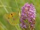 DSC_0057.jpg