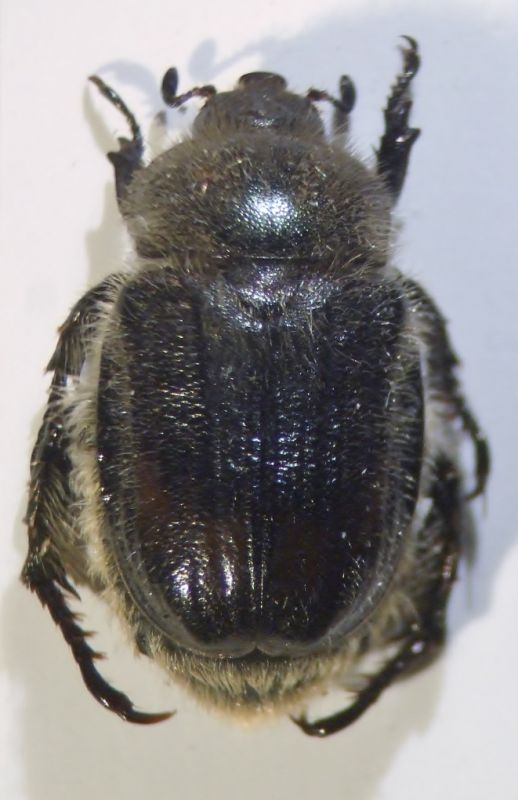 anisoplia 002.JPG