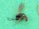Diplolepis rosae_parassitoide_F.jpg