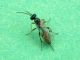 Diplolepis_rosae_e_parassitoide_F (1).jpg