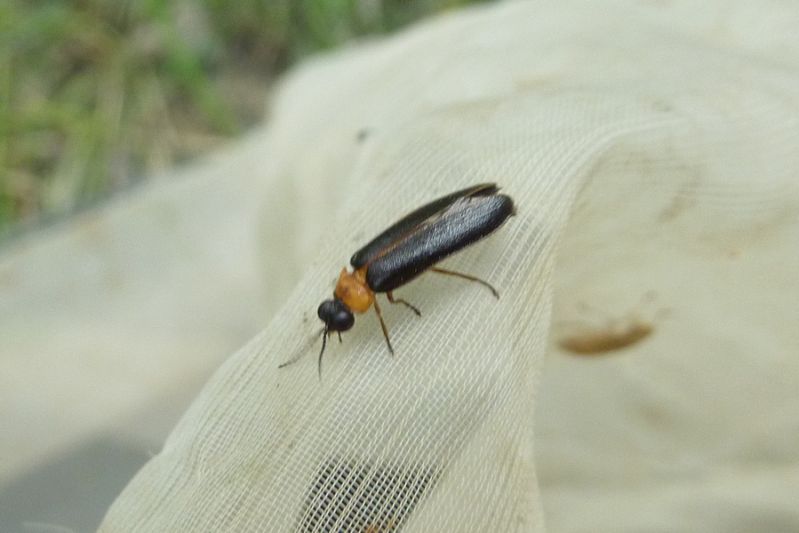 Copia di Coleoptera_sp_1.JPG