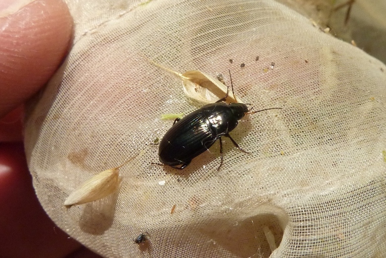 Copia di Carabidae.JPG