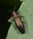 Agrilus Fraxinus 23-05-2018 Ev2.jpg