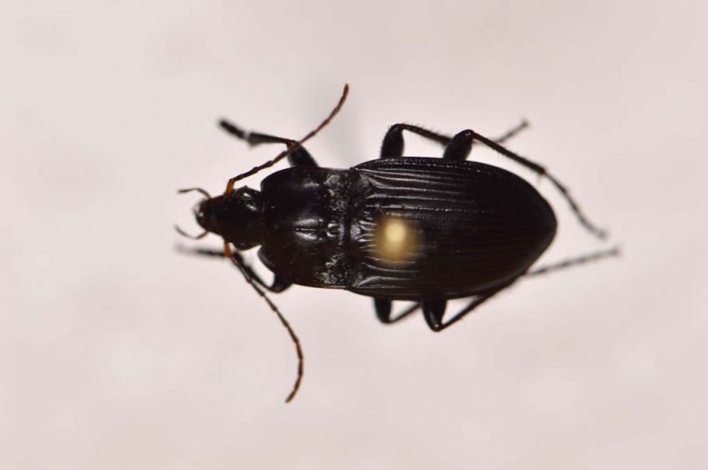 Carabidae1.jpg