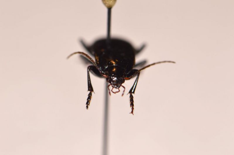 Carabidae2.jpg