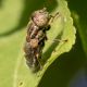 Eristalinus aeneus-4_modificato-1.jpg