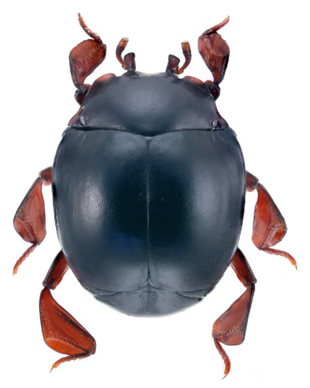 Eretmotus tangerianus 1.0.jpg