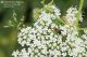 Mordellochroa_milleri_FEI_Rebora_DSC07809_1200r.jpg