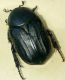 Cetonia 31.5.2018.JPG
