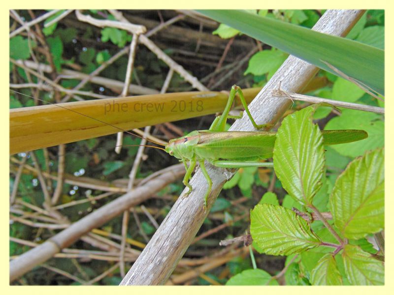 Tettigonia viridissima - circa 80 mm. alla punta delle ali - Anzio 29.5.2018 (2).JPG