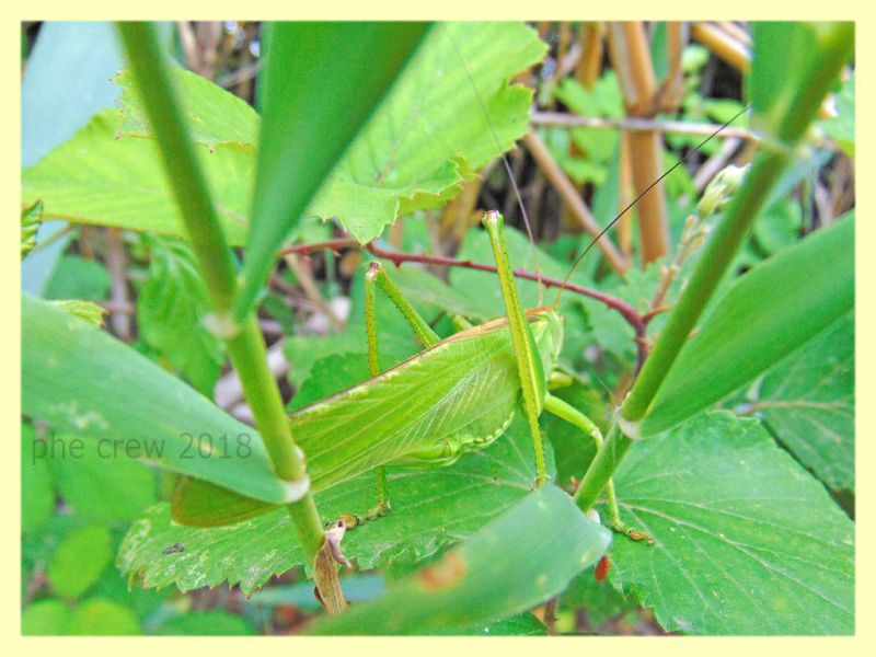 Tettigonia viridissima - circa 80 mm. alla punta delle ali - Anzio 29.5.2018 (1).JPG