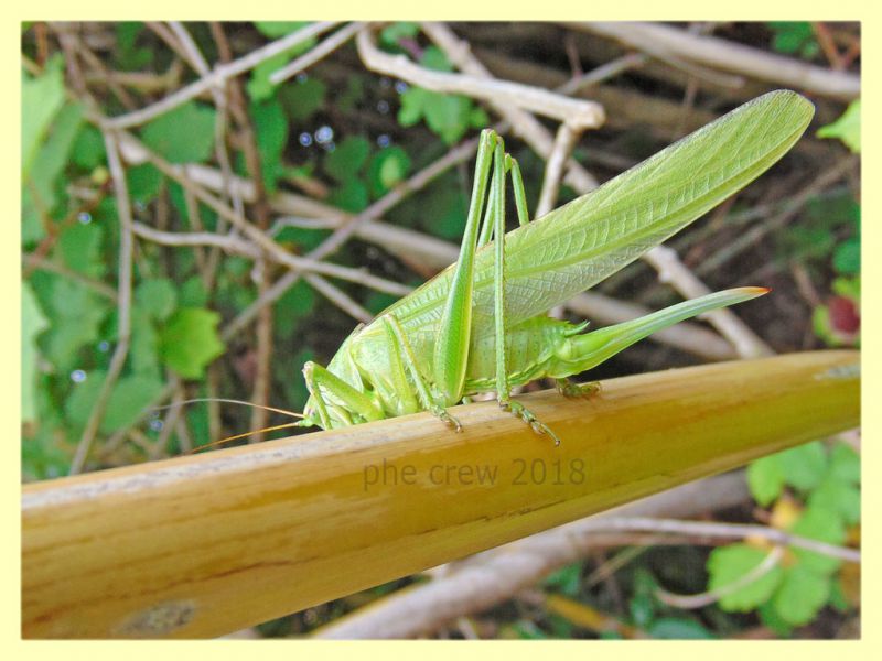 Tettigonia viridissima - circa 80 mm. alla punta delle ali - Anzio 29.5.2018 (4).JPG