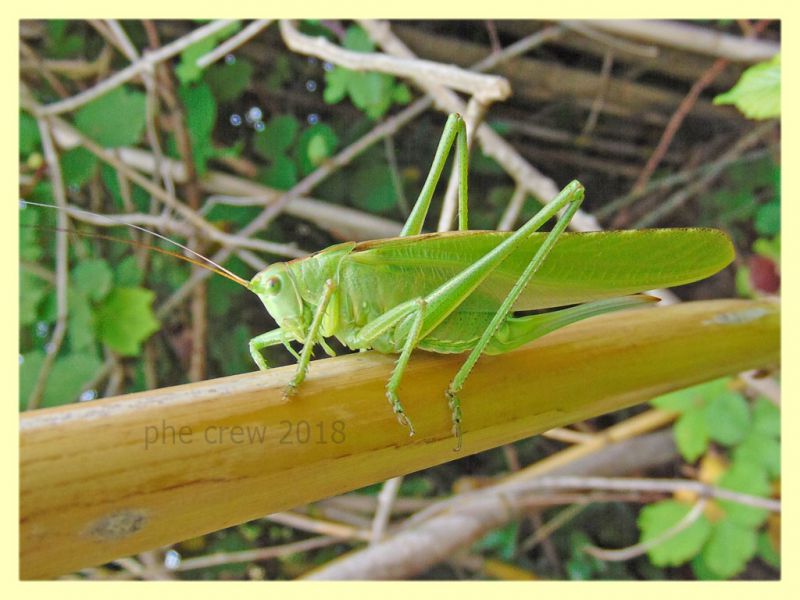 Tettigonia viridissima - circa 80 mm. alla punta delle ali - Anzio 29.5.2018 (3).JPG