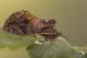 IMG_8935_Lamprotes_c-aureum_s.JPG