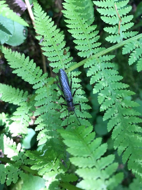 plecoptera (aspromonte) giugno 2018.jpg