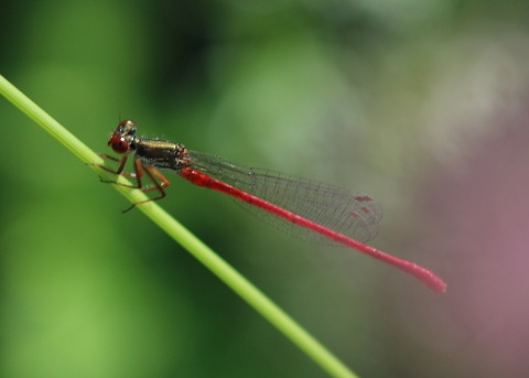 IMG_3335_Ceriagrion_tenellum_sm.JPG