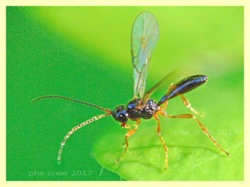 pr. Braconidae 4 mm. su Trifolium - Anzio 22.12.2017 (9).JPG