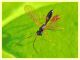 pr. Braconidae 4 mm. su Trifolium - Anzio 22.12.2017 (1).JPG
