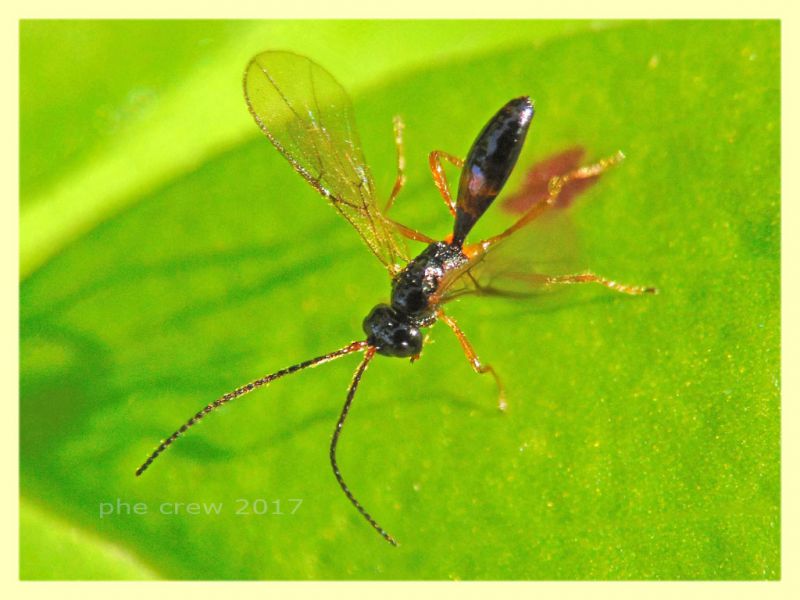 pr. Braconidae 4 mm. su Trifolium - Anzio 22.12.2017 (1).JPG