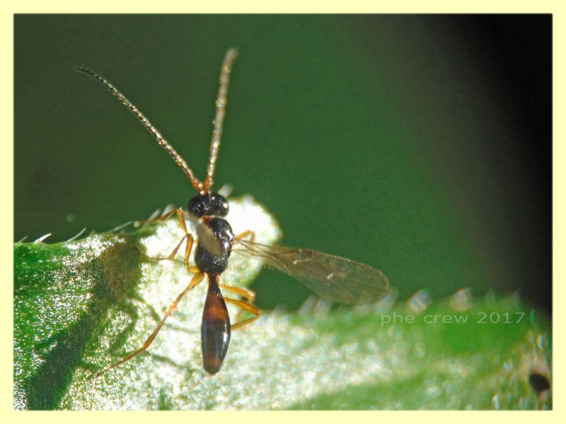 pr. Braconidae 4 mm. su Trifolium - Anzio 22.12.2017 (15).JPG