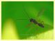 pr. Braconidae 4 mm. su Trifolium - Anzio 22.12.2017 (7).jpg